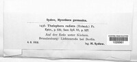 Thelephora caryophyllea image